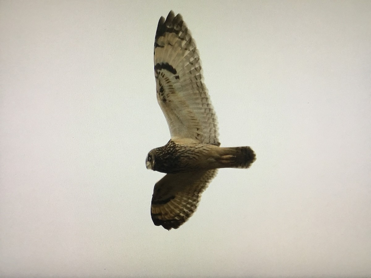 Short-eared Owl - Snehes Bhoumik