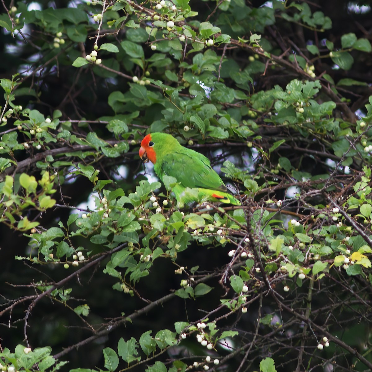 Red-headed Lovebird - ML616590037