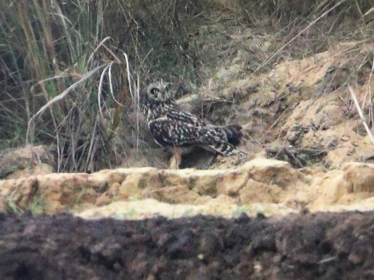 Short-eared Owl - Snehes Bhoumik