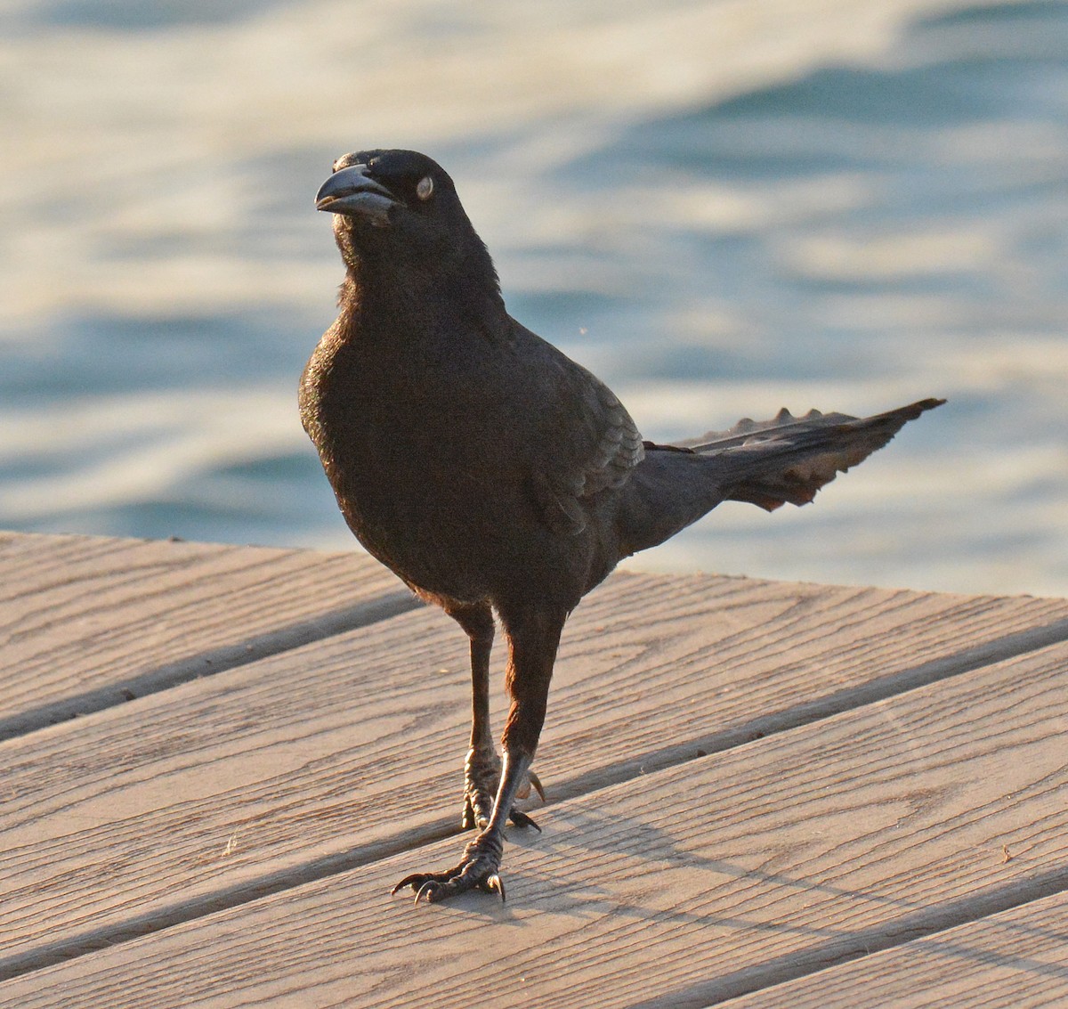 Great-tailed Grackle - ML616590068