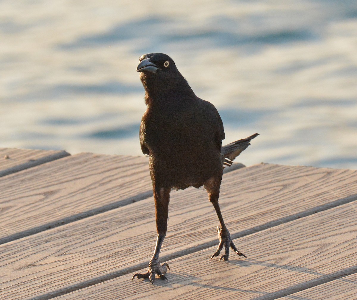 Great-tailed Grackle - ML616590069