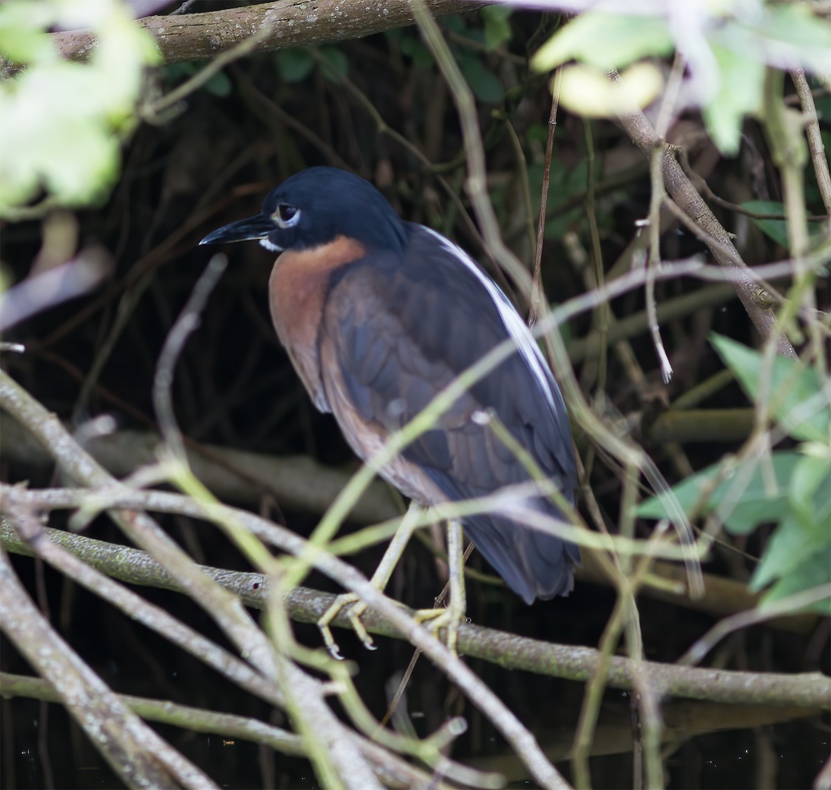 White-backed Night Heron - ML616590138