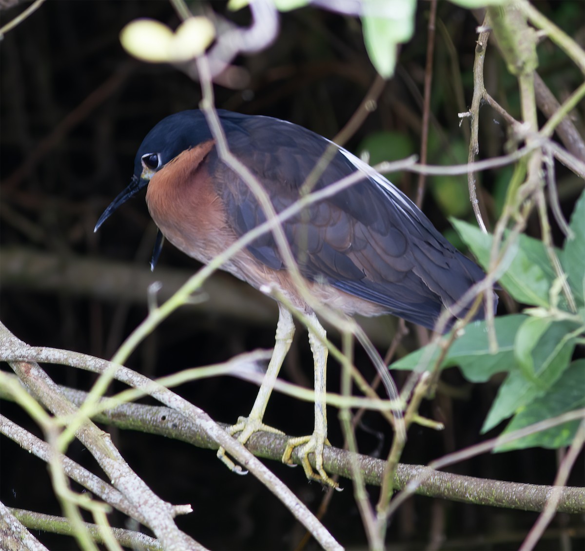 White-backed Night Heron - Gary Rosenberg