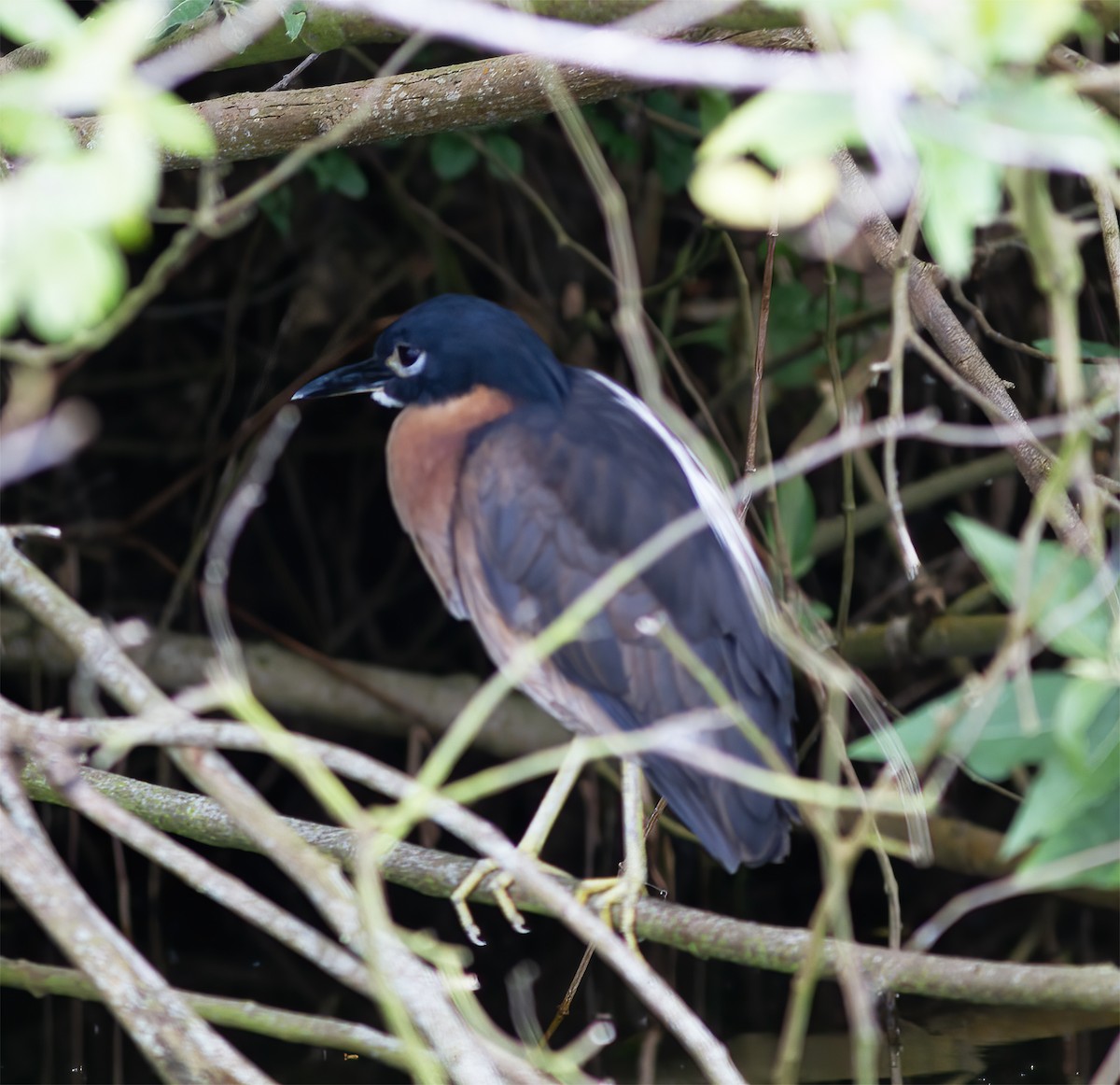 White-backed Night Heron - Gary Rosenberg