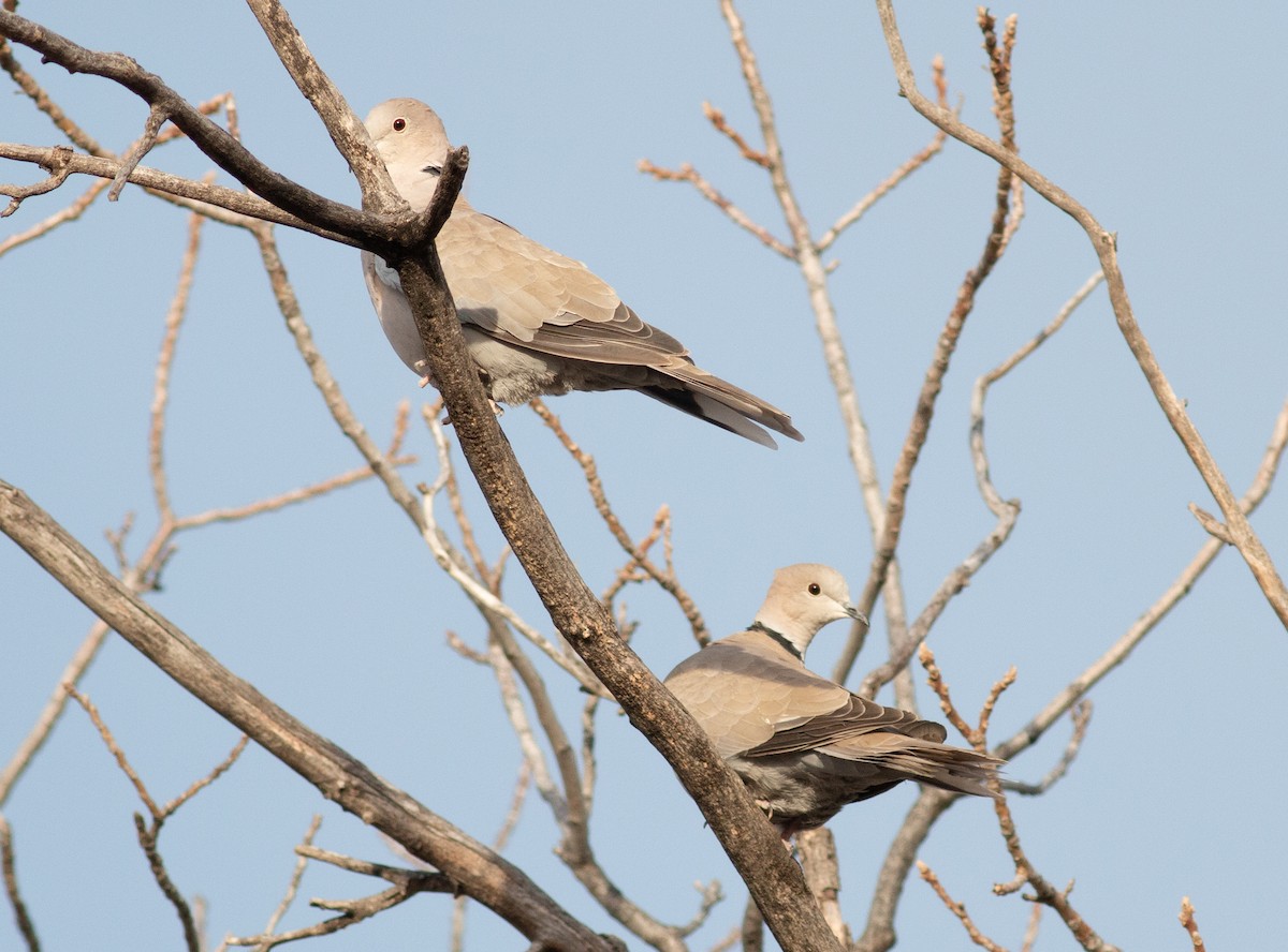 Eurasian Collared-Dove - Stephen Brenner