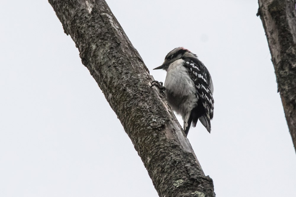 Downy Woodpecker - ML616590187