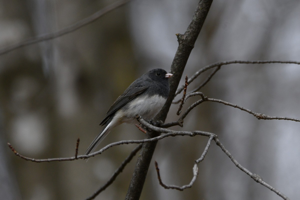 Dark-eyed Junco - ML616590199