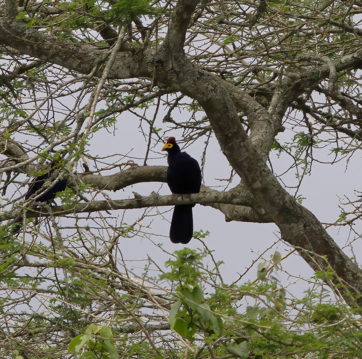 Ross's Turaco - ML616590206