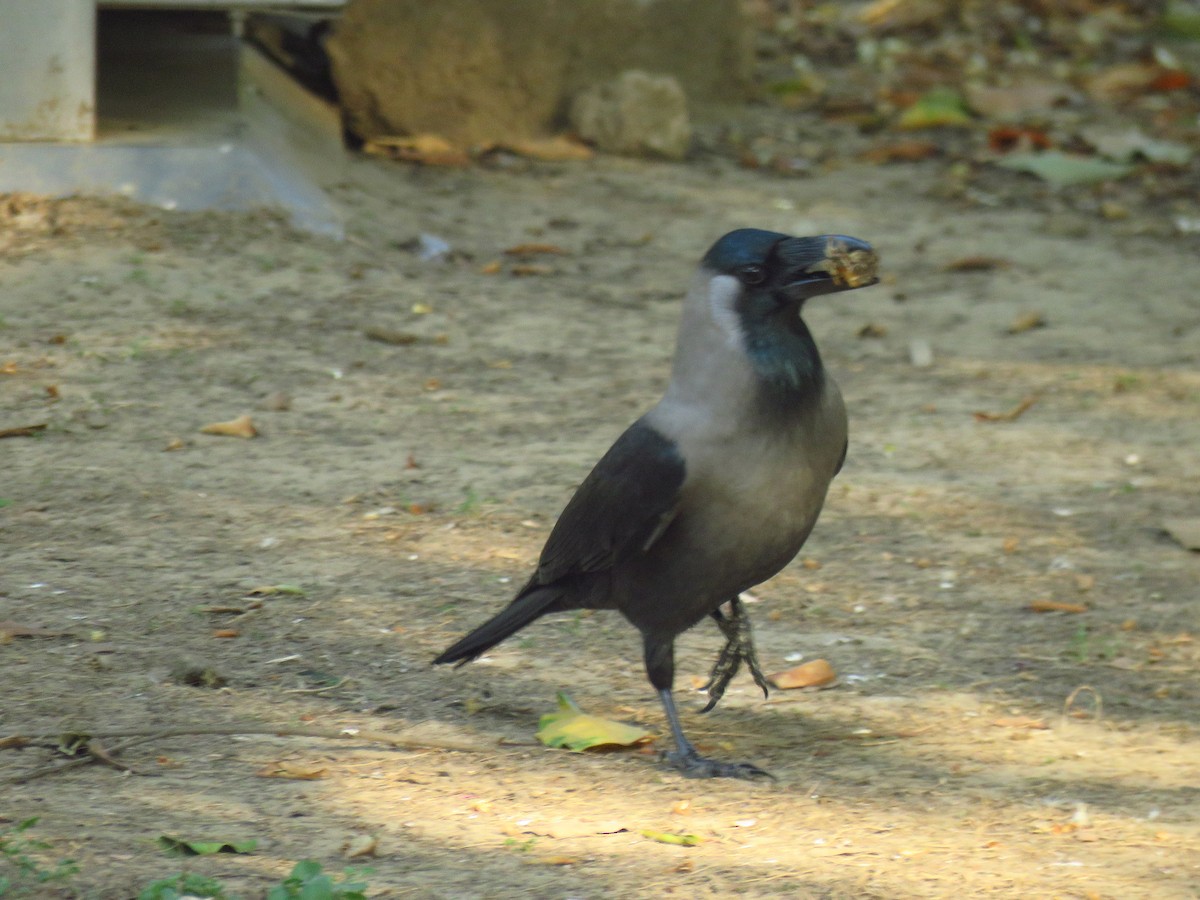 House Crow - ML616590220