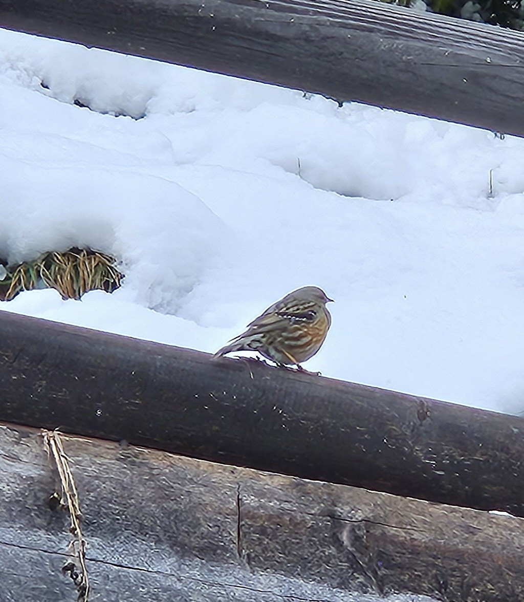 Тагийн хайруулдай - ML616590229