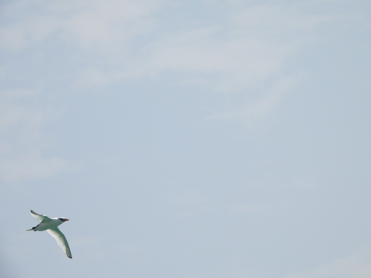 Red-billed Tropicbird - Sławomir Karpicki