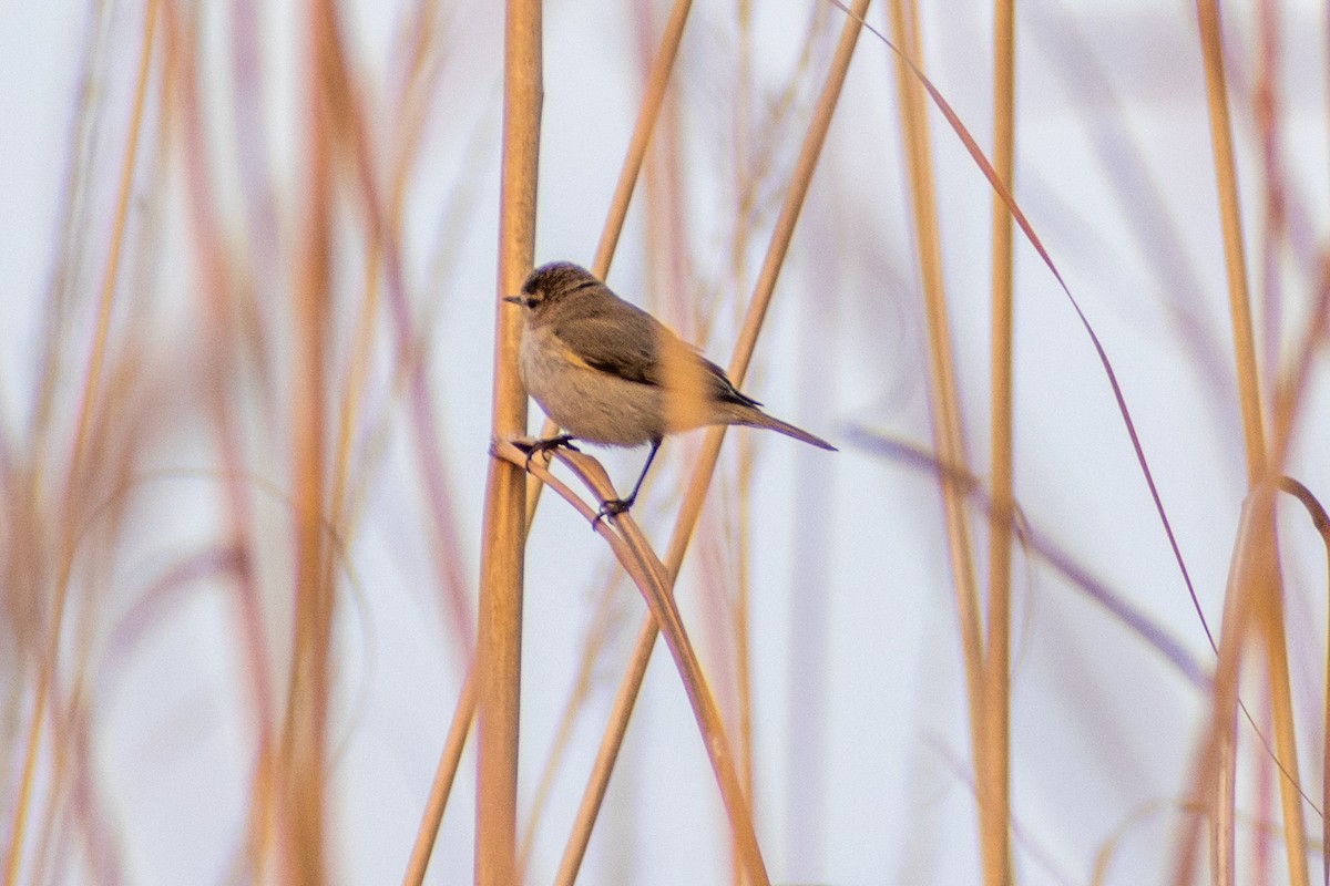 Common Chiffchaff - Esanur Hoque