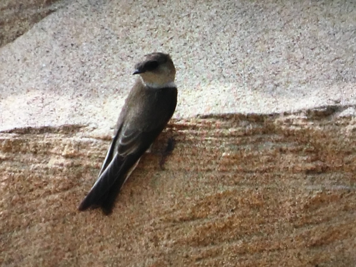 Gray-throated Martin - Snehes Bhoumik