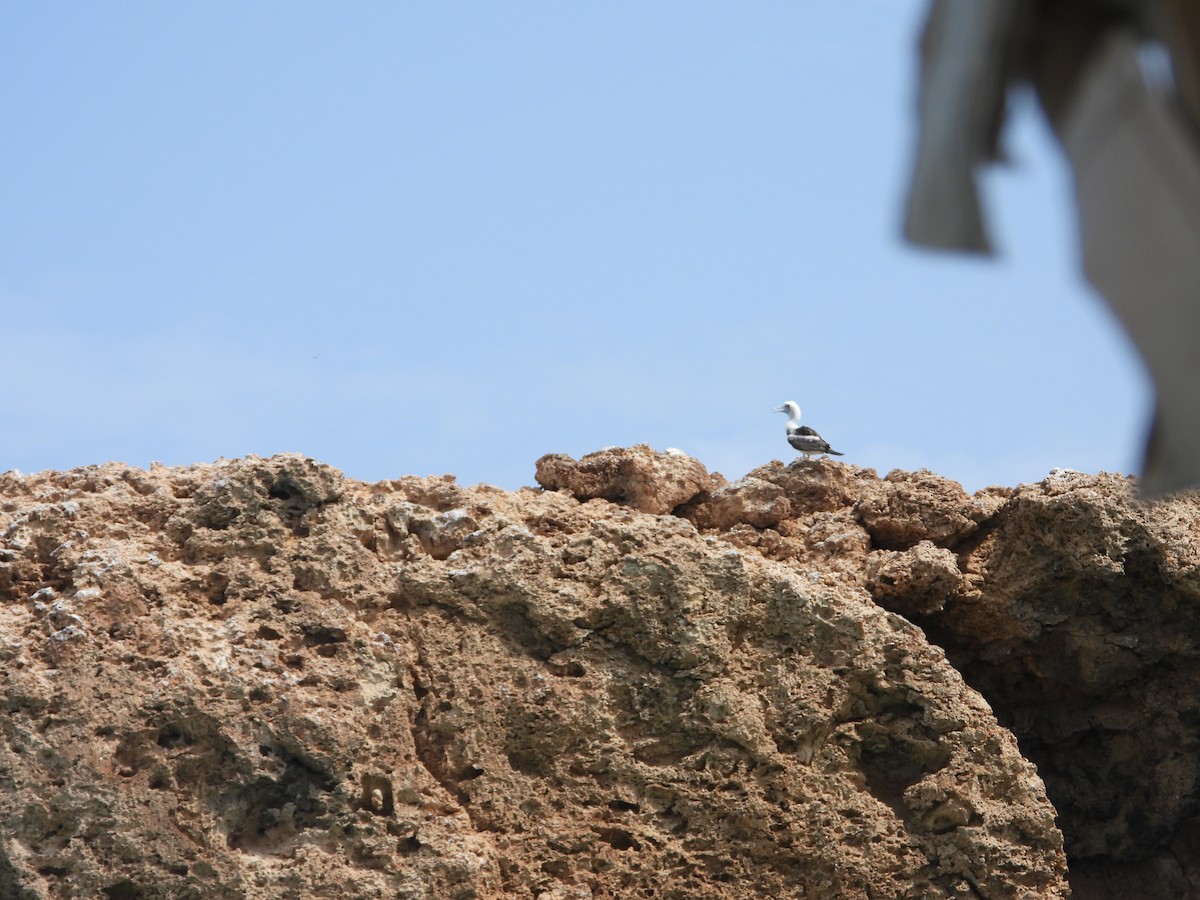 Brown Booby - Sławomir Karpicki