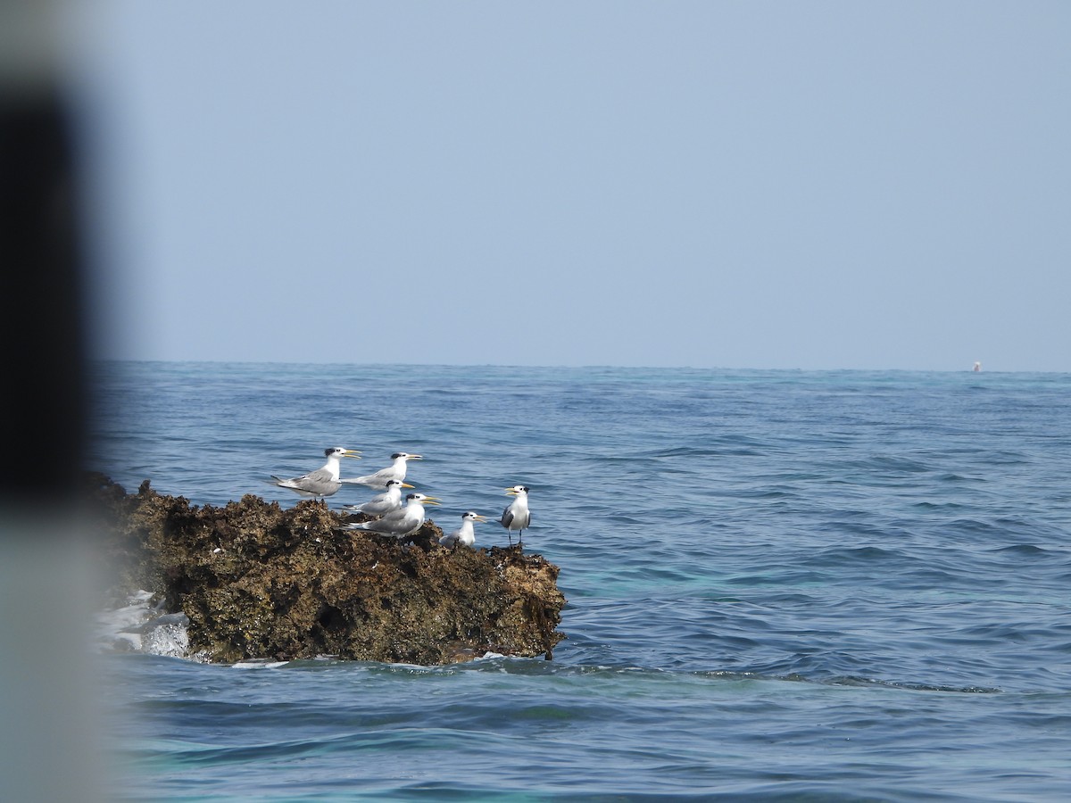 Great Crested Tern - Sławomir Karpicki