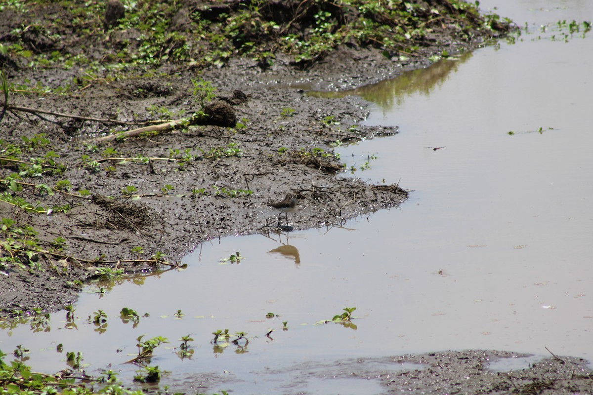 Solitary Sandpiper - ML616590317