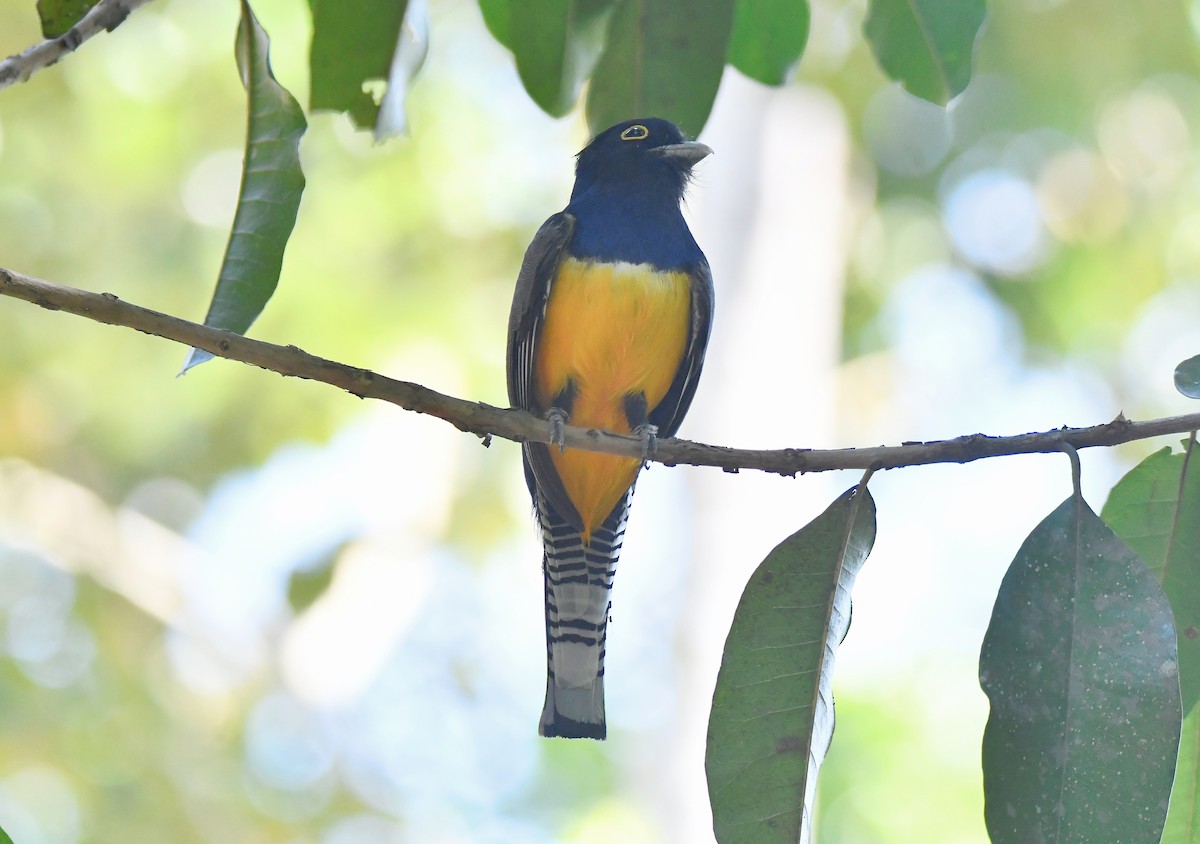 monokkeltrogon - ML616590321