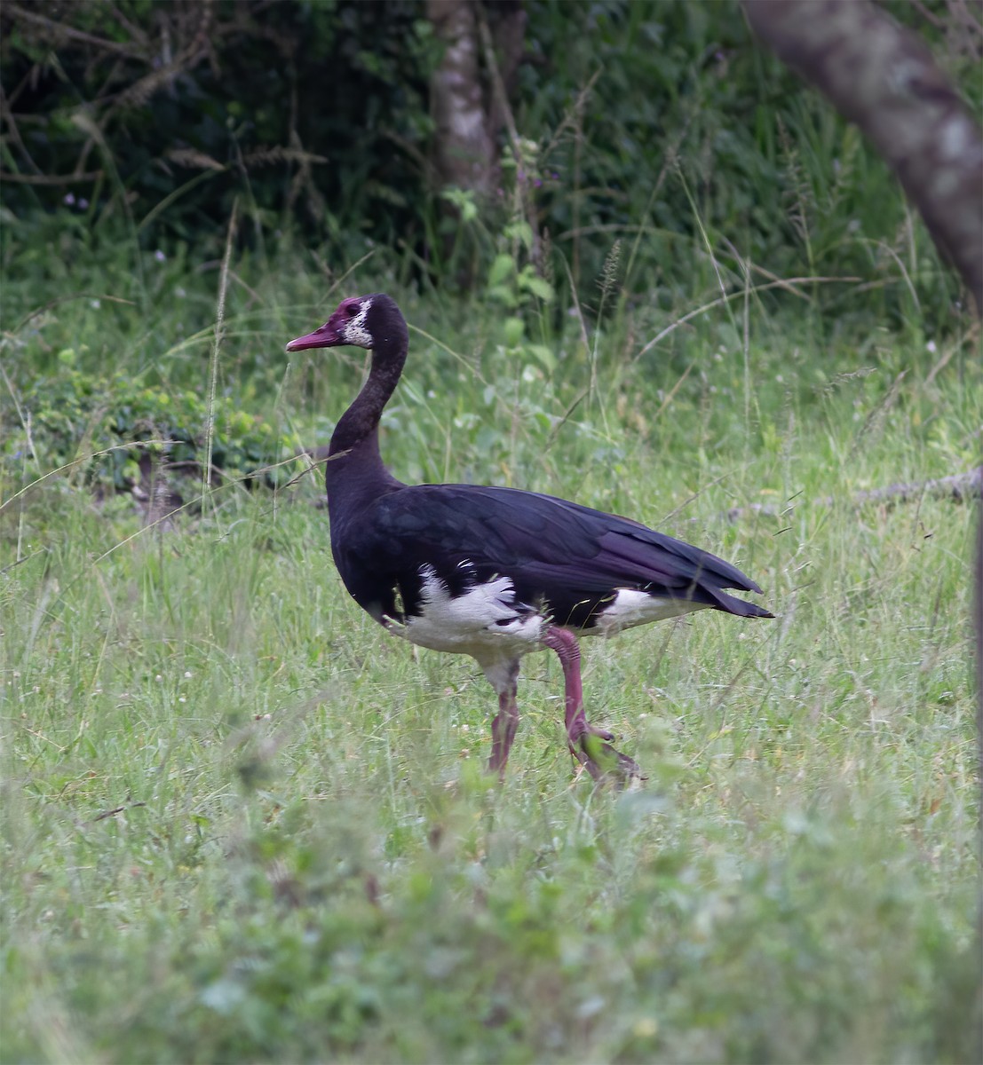 eBird Checklist - 8 May 2014 - Lake Mburo NP - 90 species (+1 other taxa)