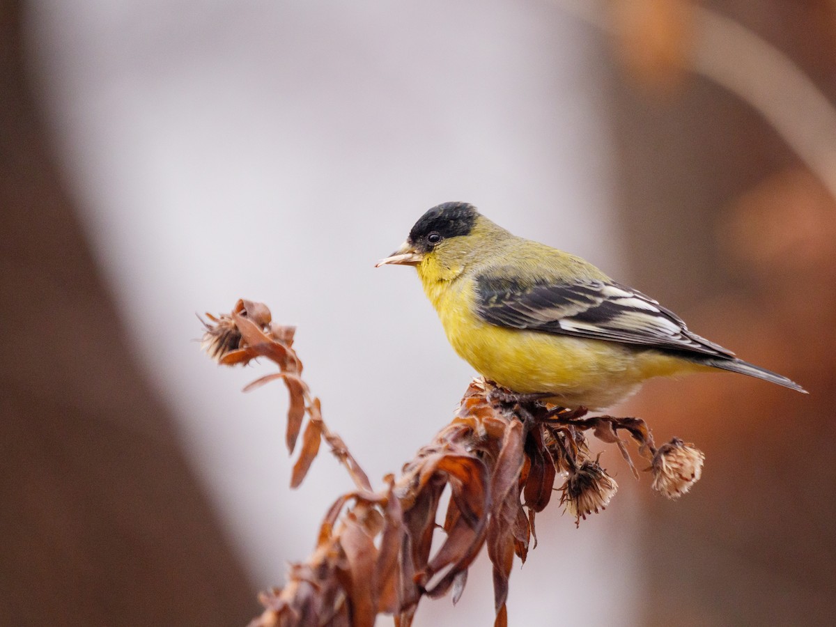 Lesser Goldfinch - Aidan Lorenz