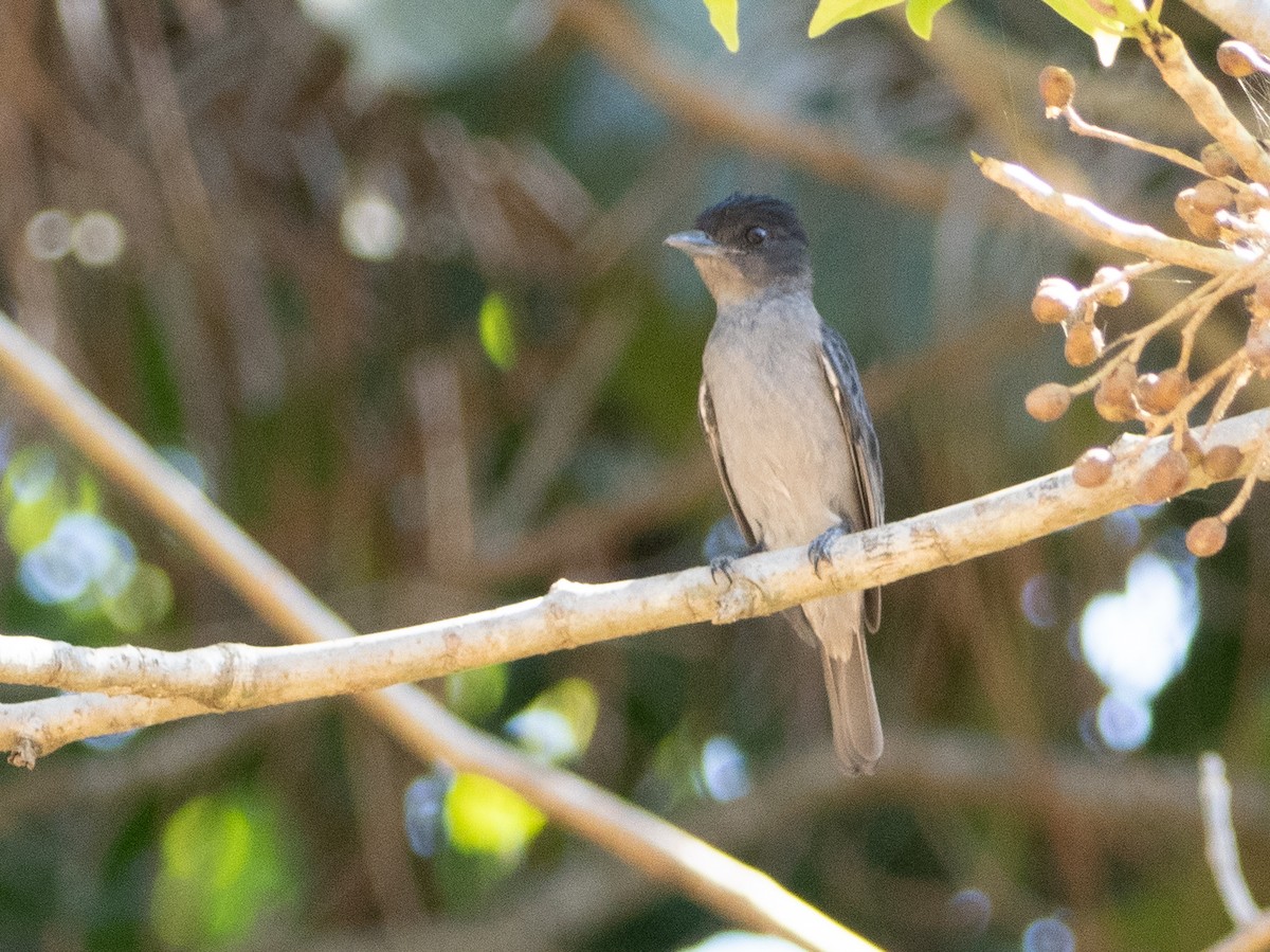 Rose-throated Becard - Scott Stafford