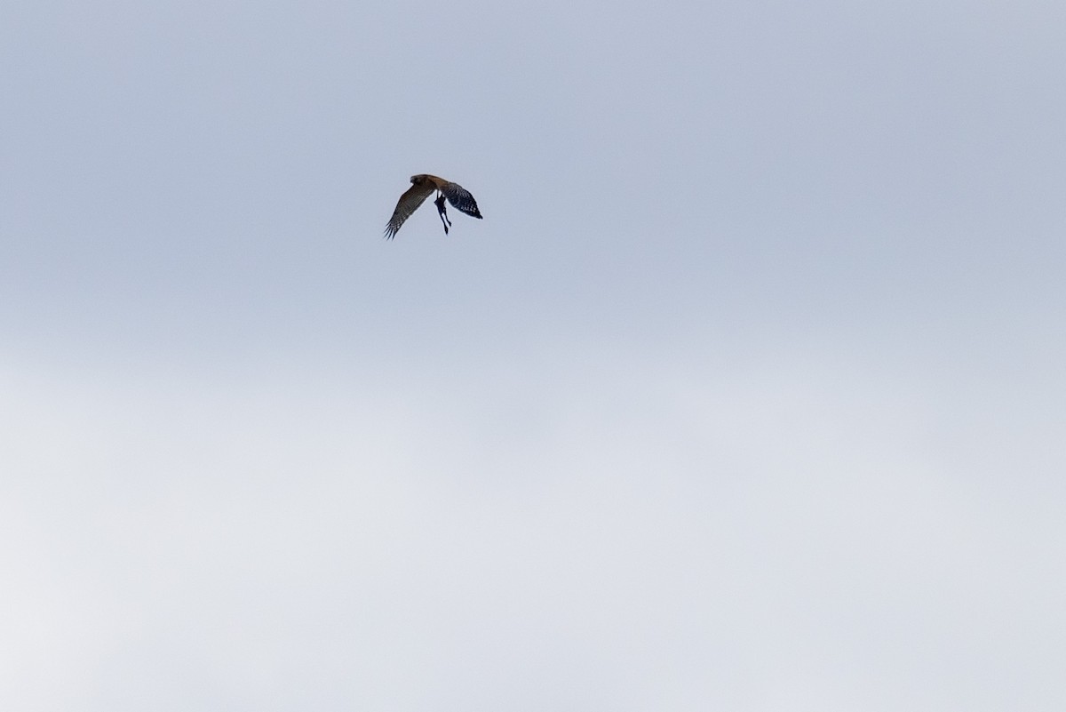 Red-shouldered Hawk - ML616590482