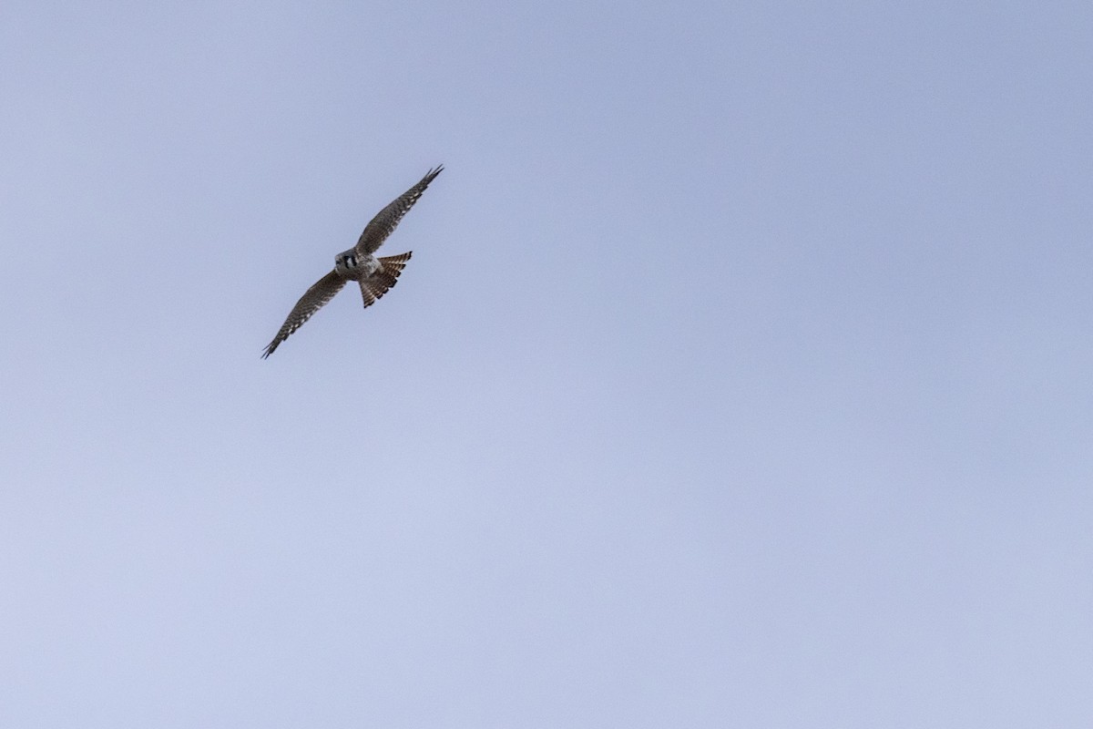 American Kestrel - ML616590495