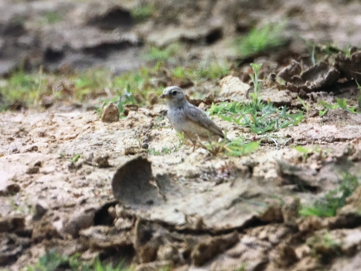 Sand Lark - Snehes Bhoumik