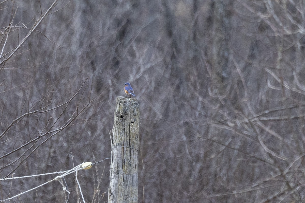 Eastern Bluebird - ML616590520