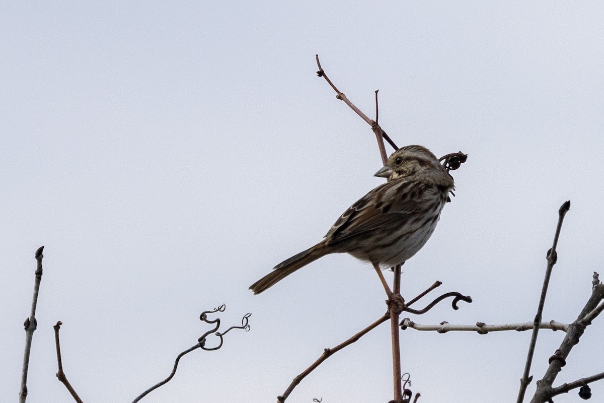 Song Sparrow - ML616590524