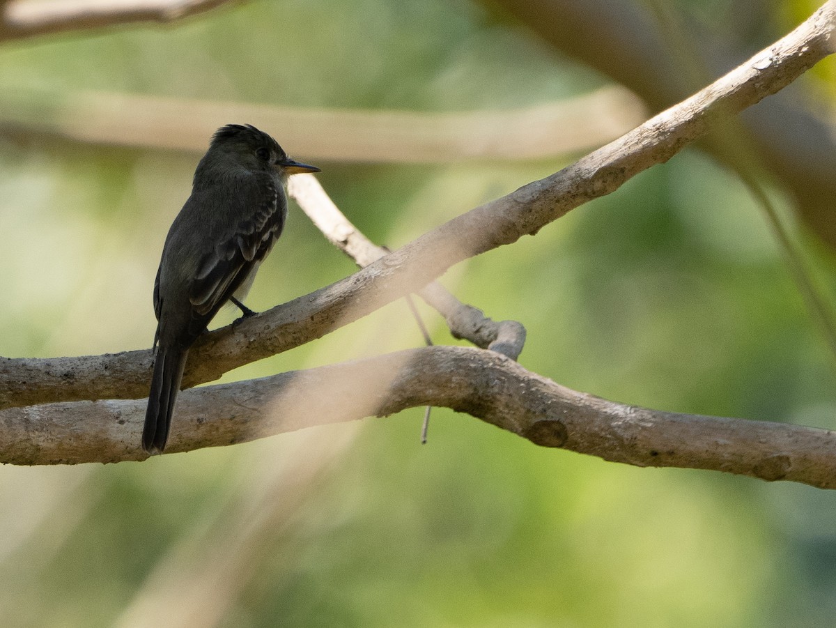 Northern Tropical Pewee - Scott Stafford