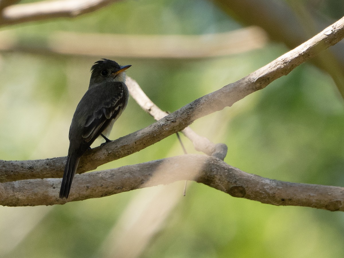 Northern Tropical Pewee - Scott Stafford