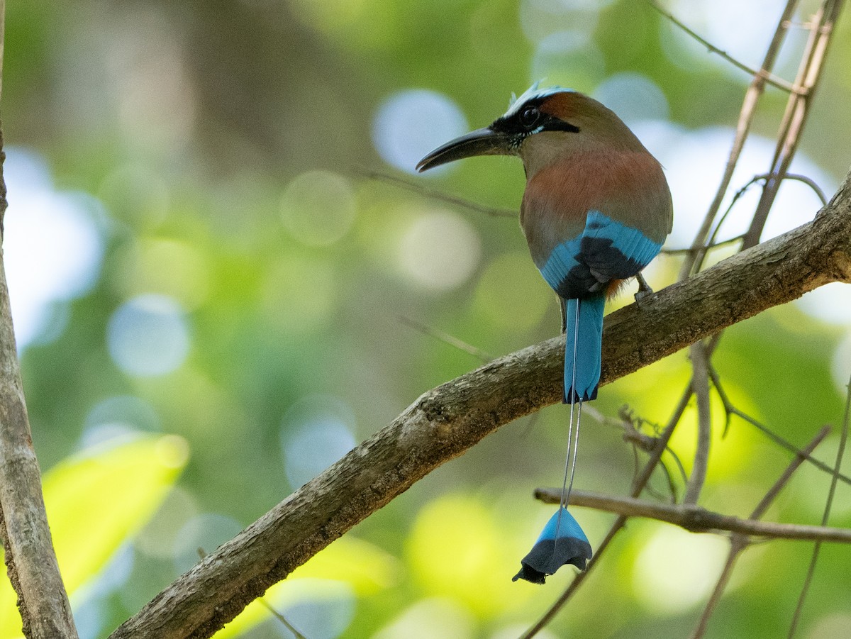 Turquoise-browed Motmot - Scott Stafford