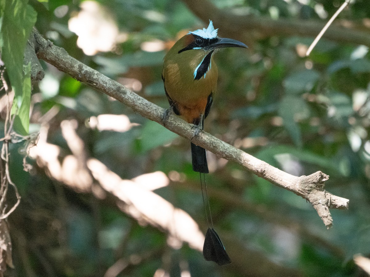 Turquoise-browed Motmot - Scott Stafford