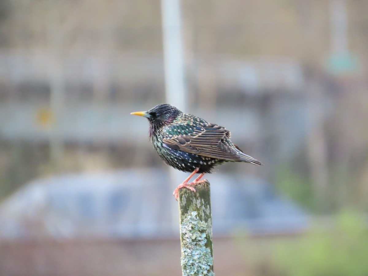 European Starling - Jason Roos