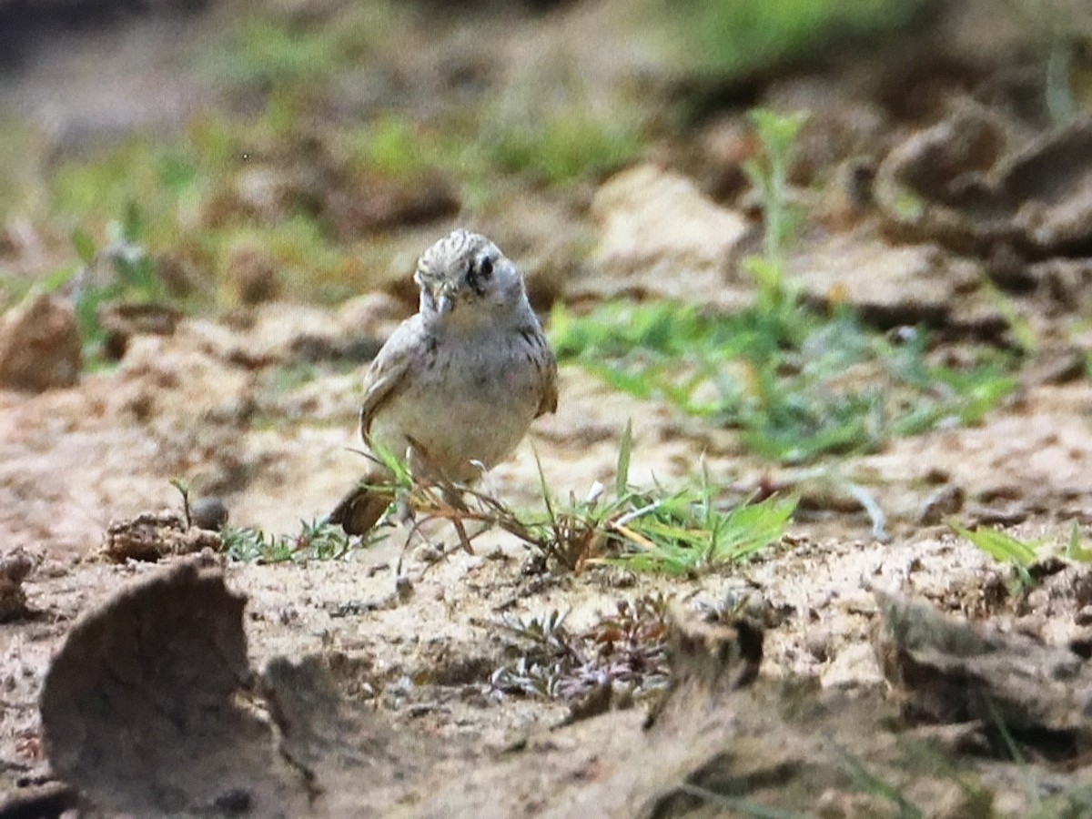 skřivánek indický - ML616590581