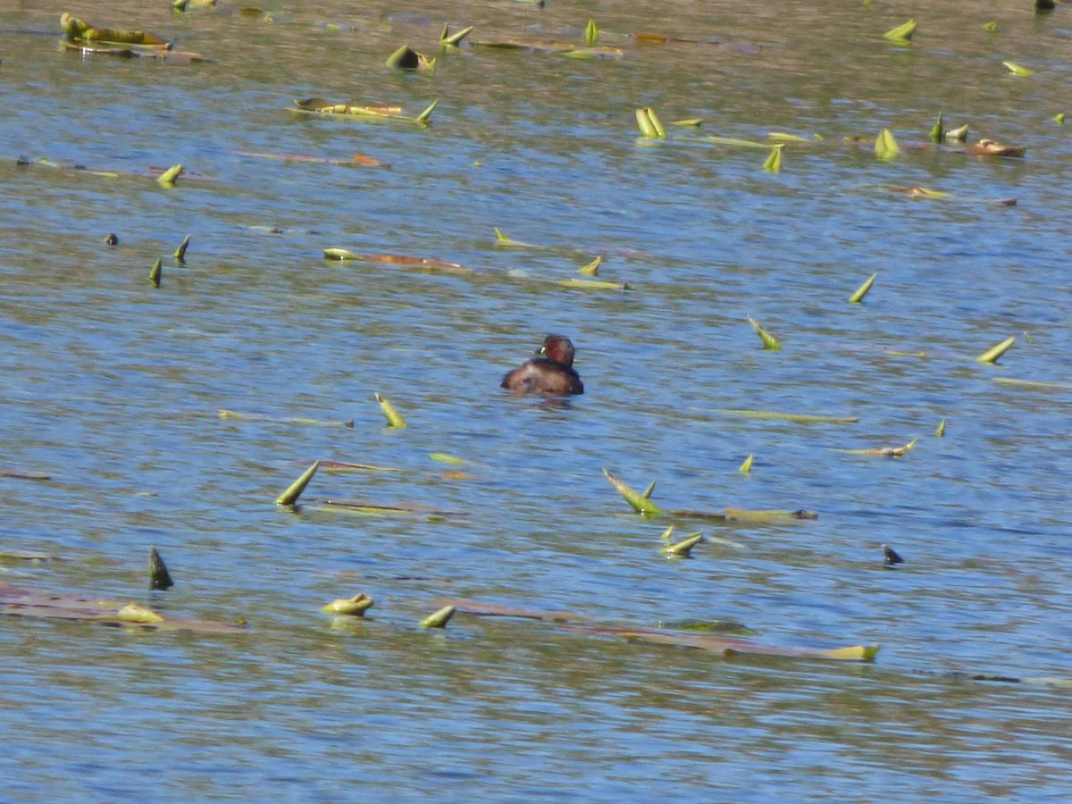 Little Grebe - ML616590589