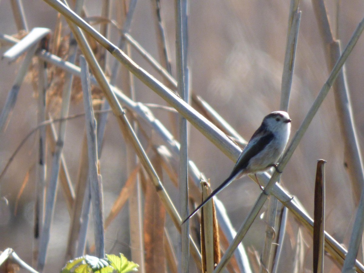 Long-tailed Tit - Viktor Kovacevic