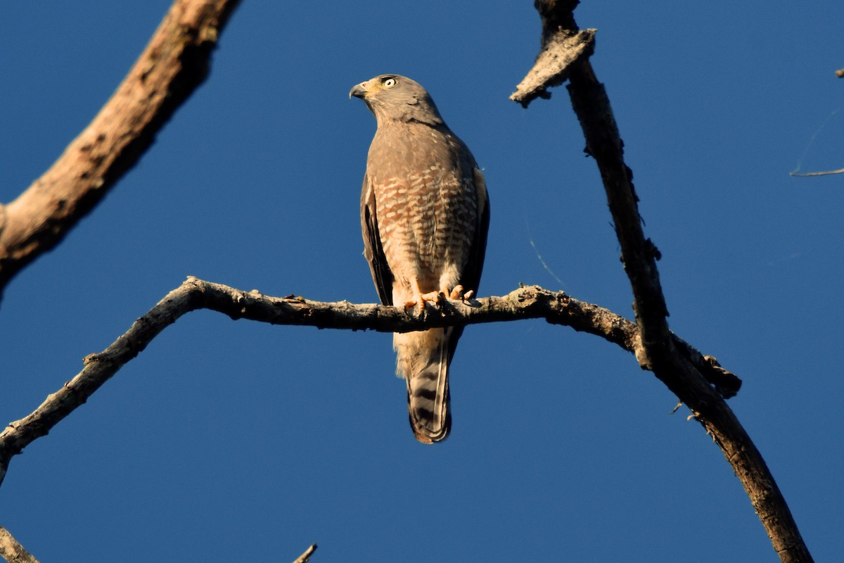 Roadside Hawk - ML616590599