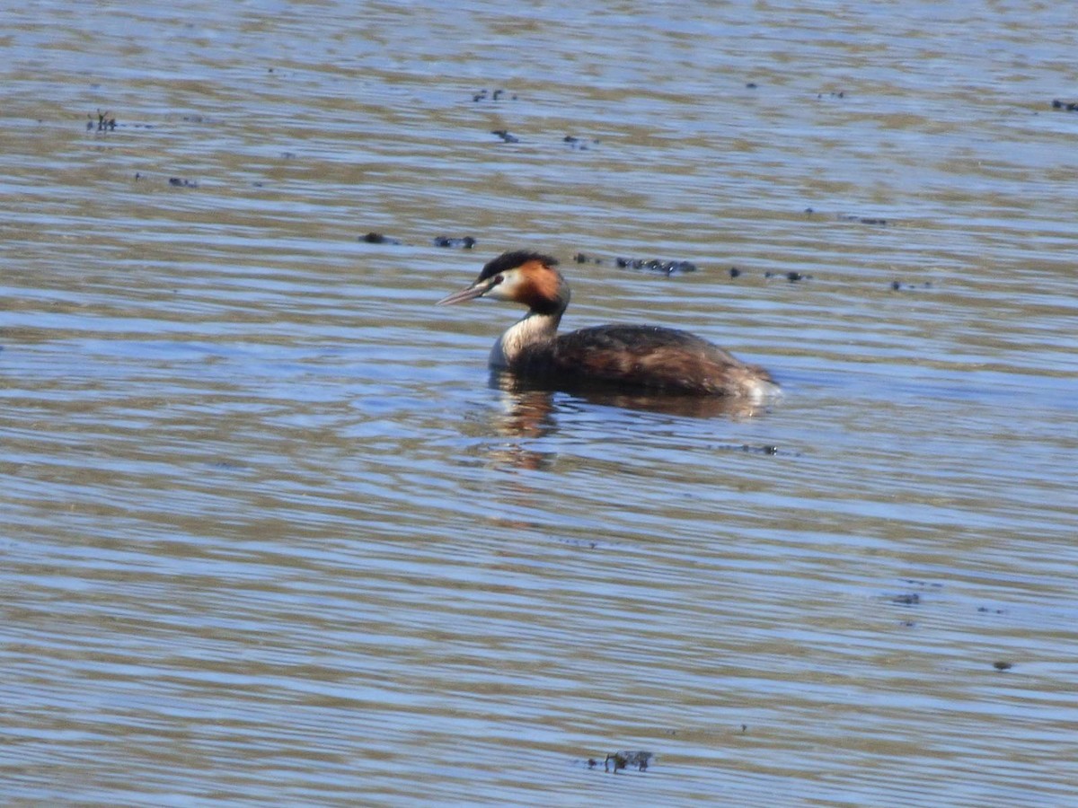 Great Crested Grebe - ML616590622