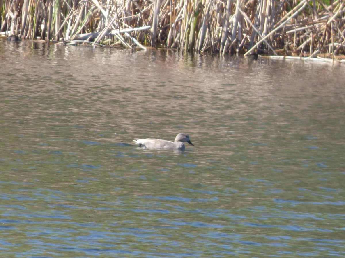 Gadwall - ML616590637