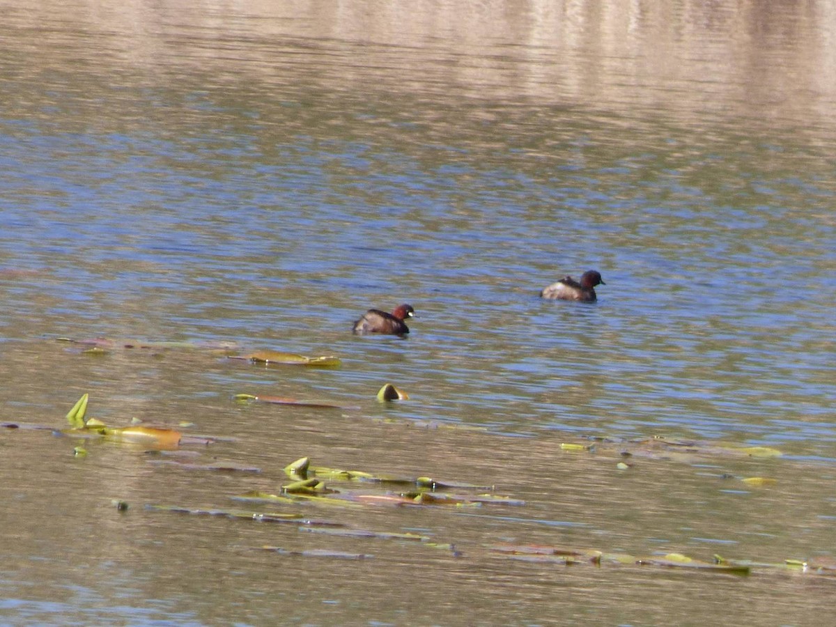 Little Grebe - ML616590662