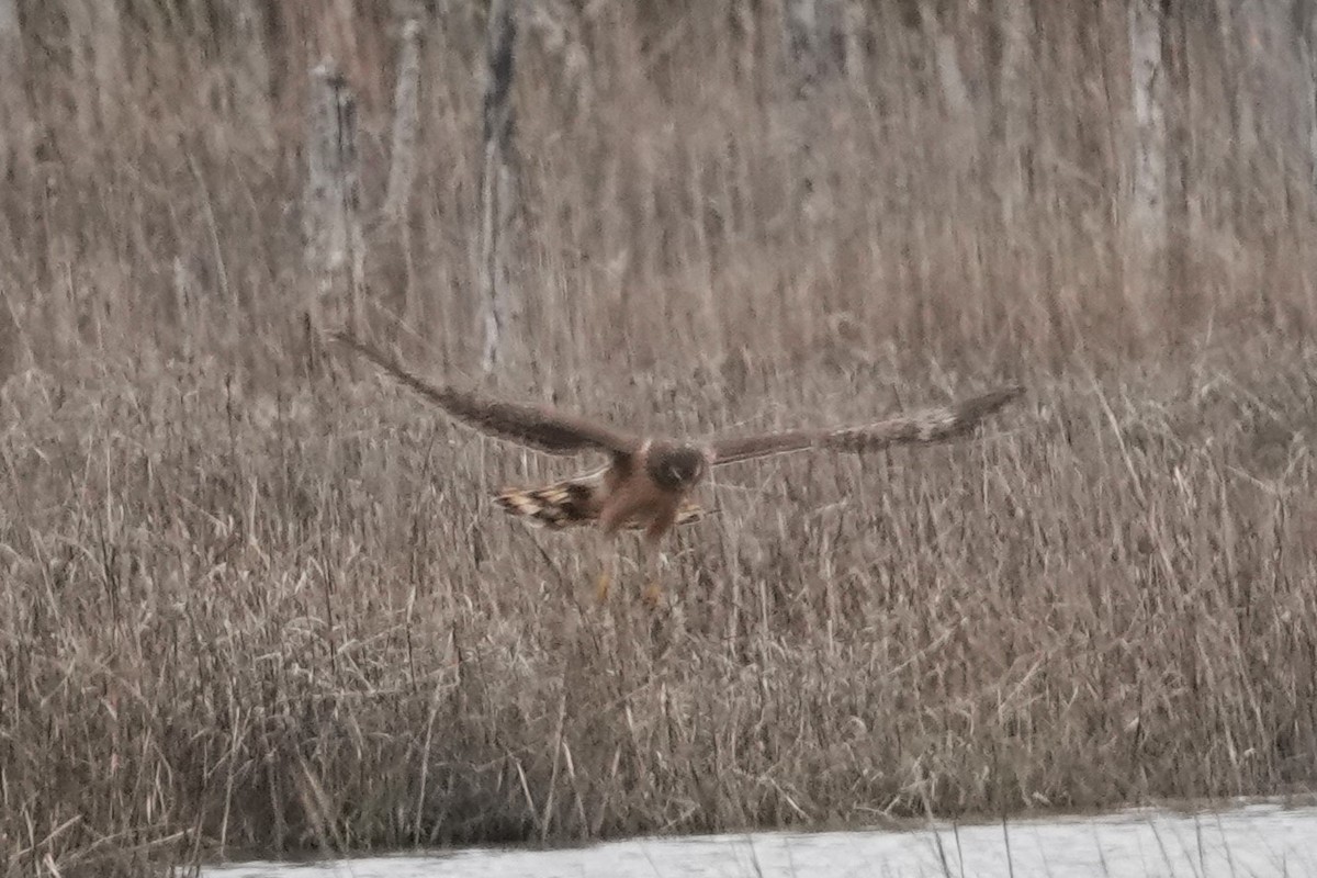 Northern Harrier - Dick Plambeck