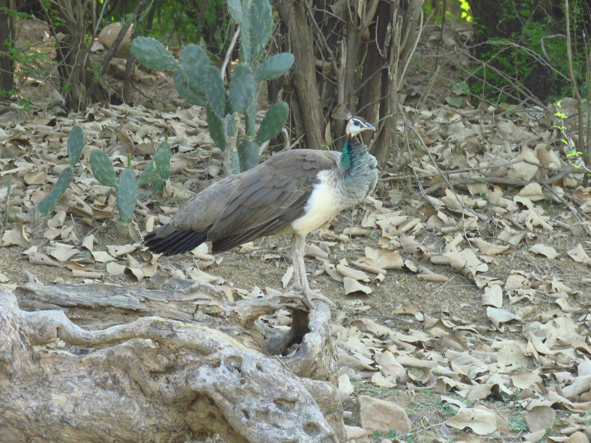 Indian Peafowl - Ruth Metterhausen