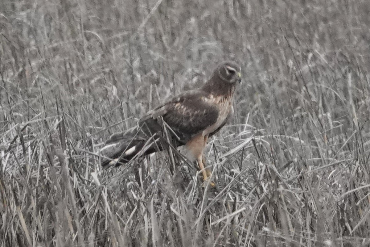 Northern Harrier - Dick Plambeck