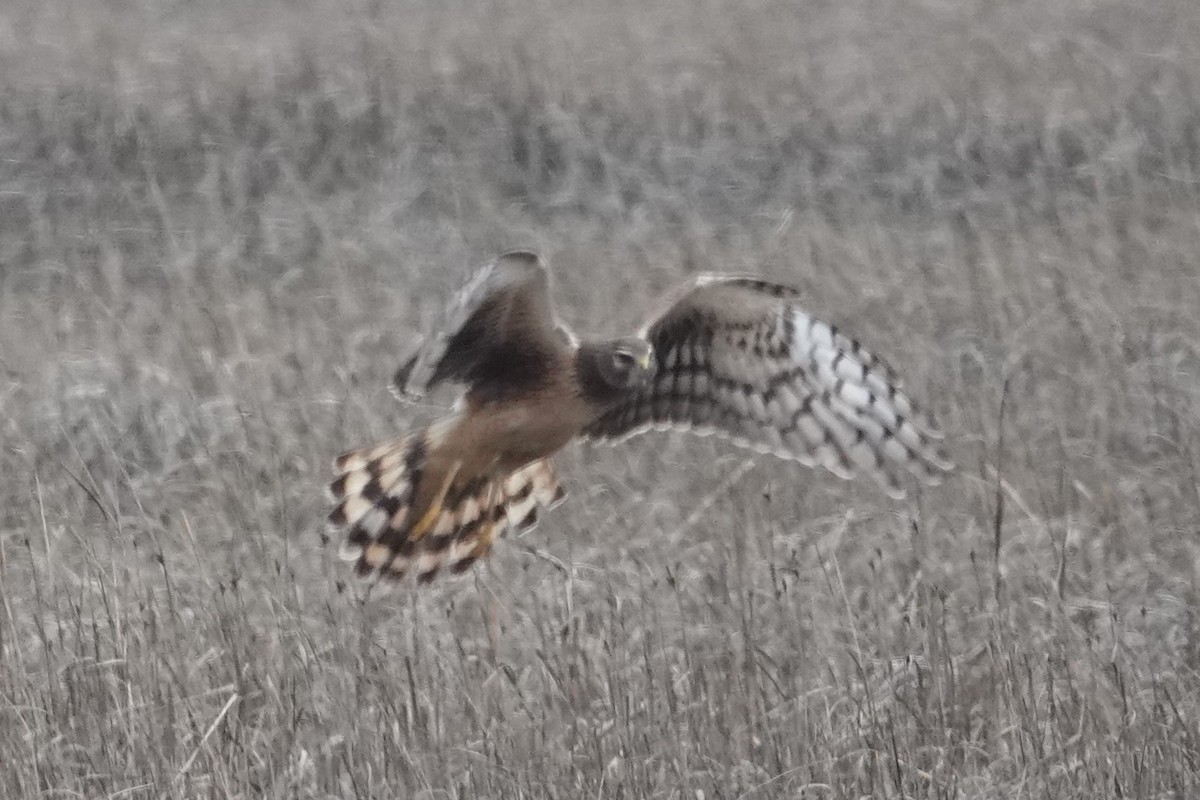 Northern Harrier - Dick Plambeck