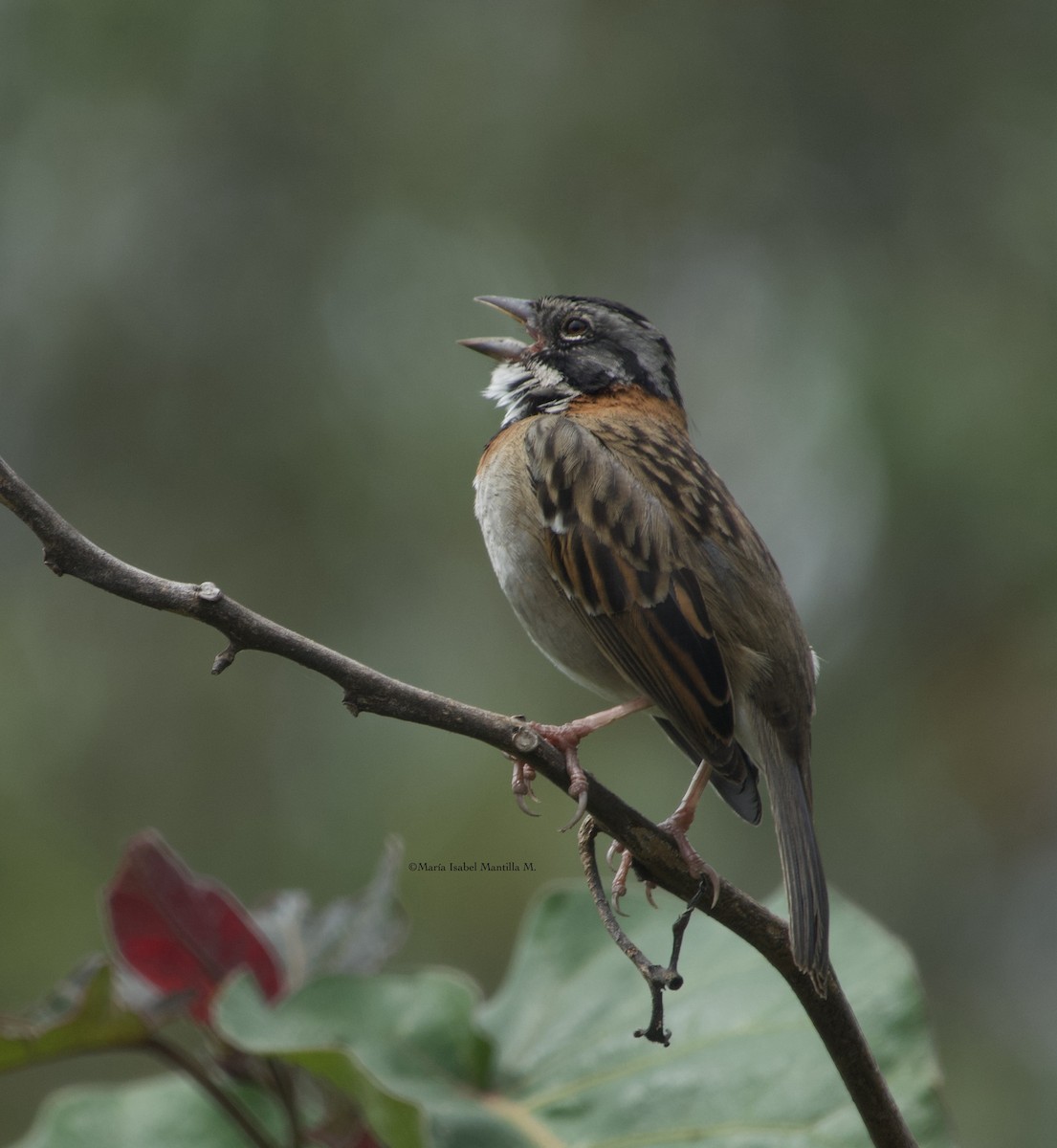 Rufous-collared Sparrow - ML616590724