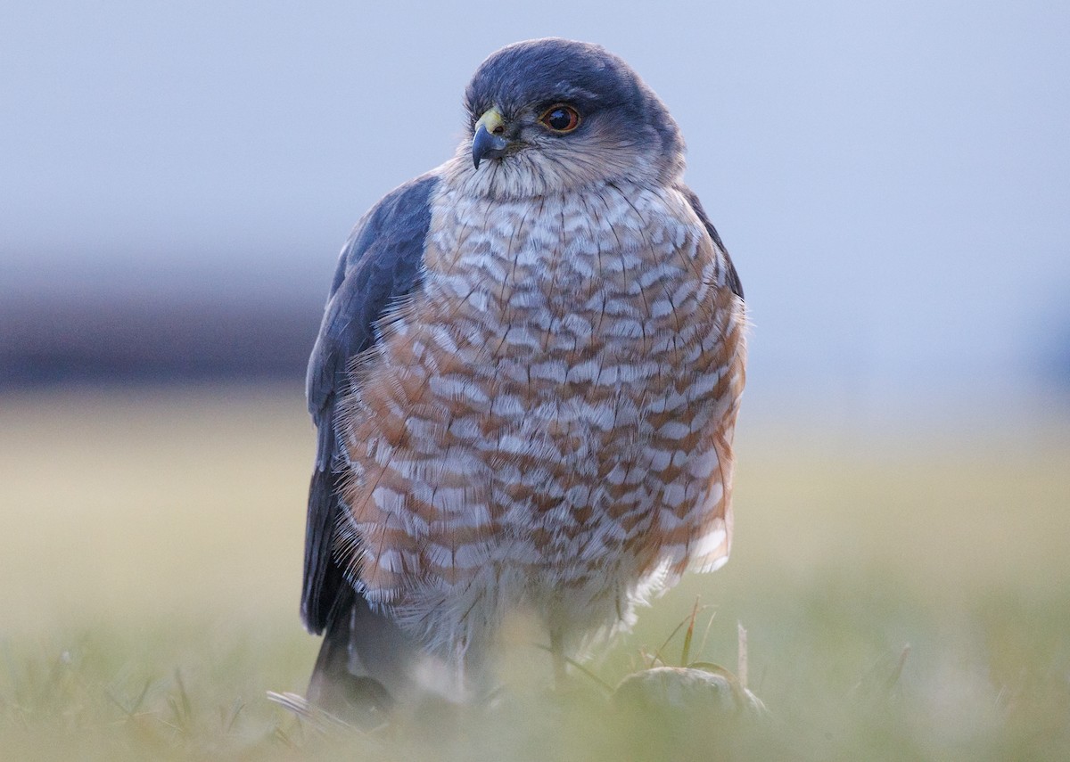 Sharp-shinned Hawk - ML616590725