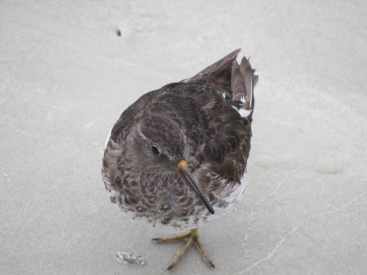 Purple Sandpiper - ML616590726