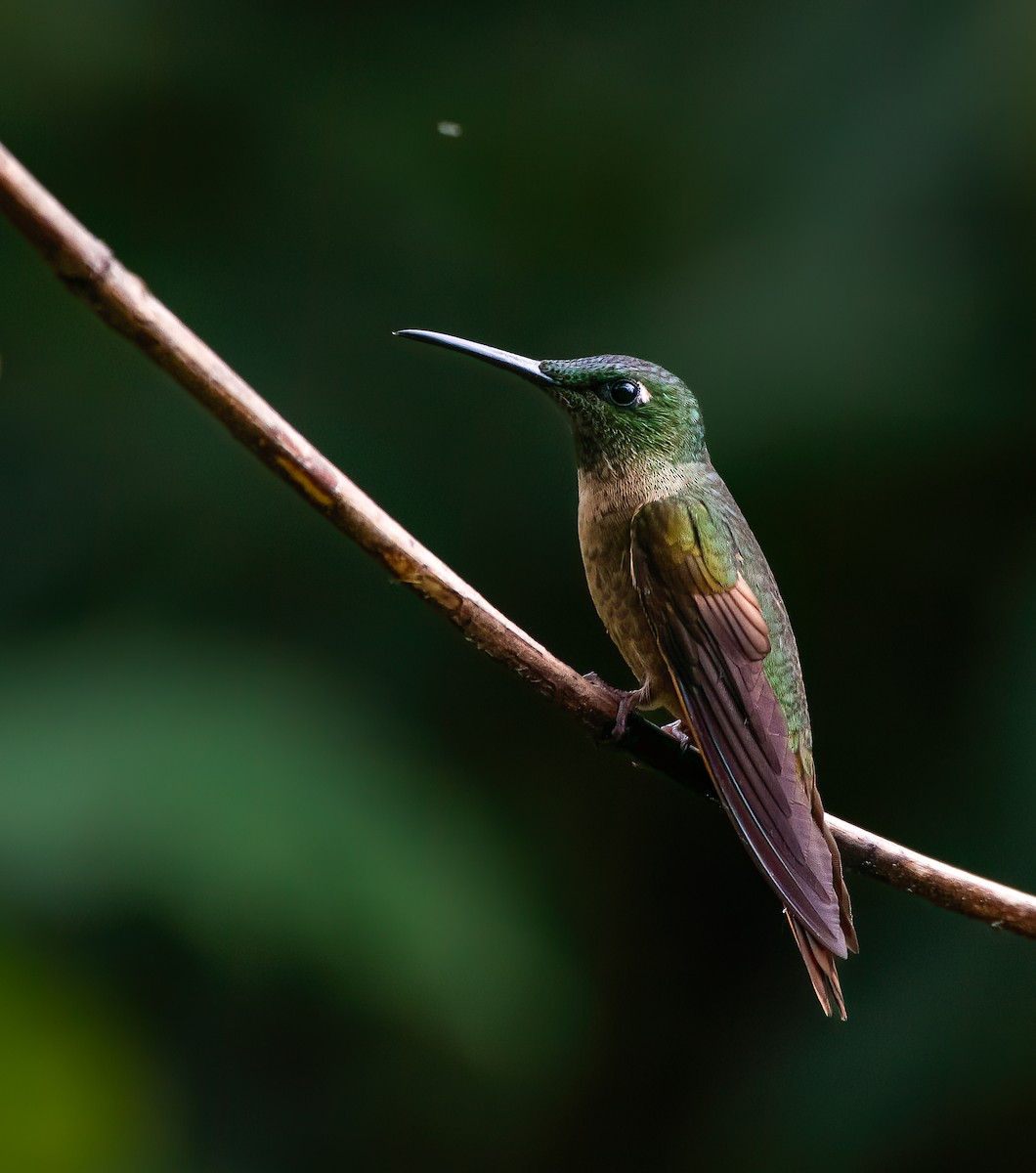 kolibřík hnědobřichý - ML616590729