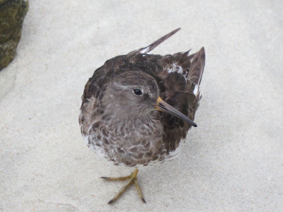 Purple Sandpiper - ML616590742